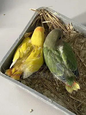 Love Bird Baby