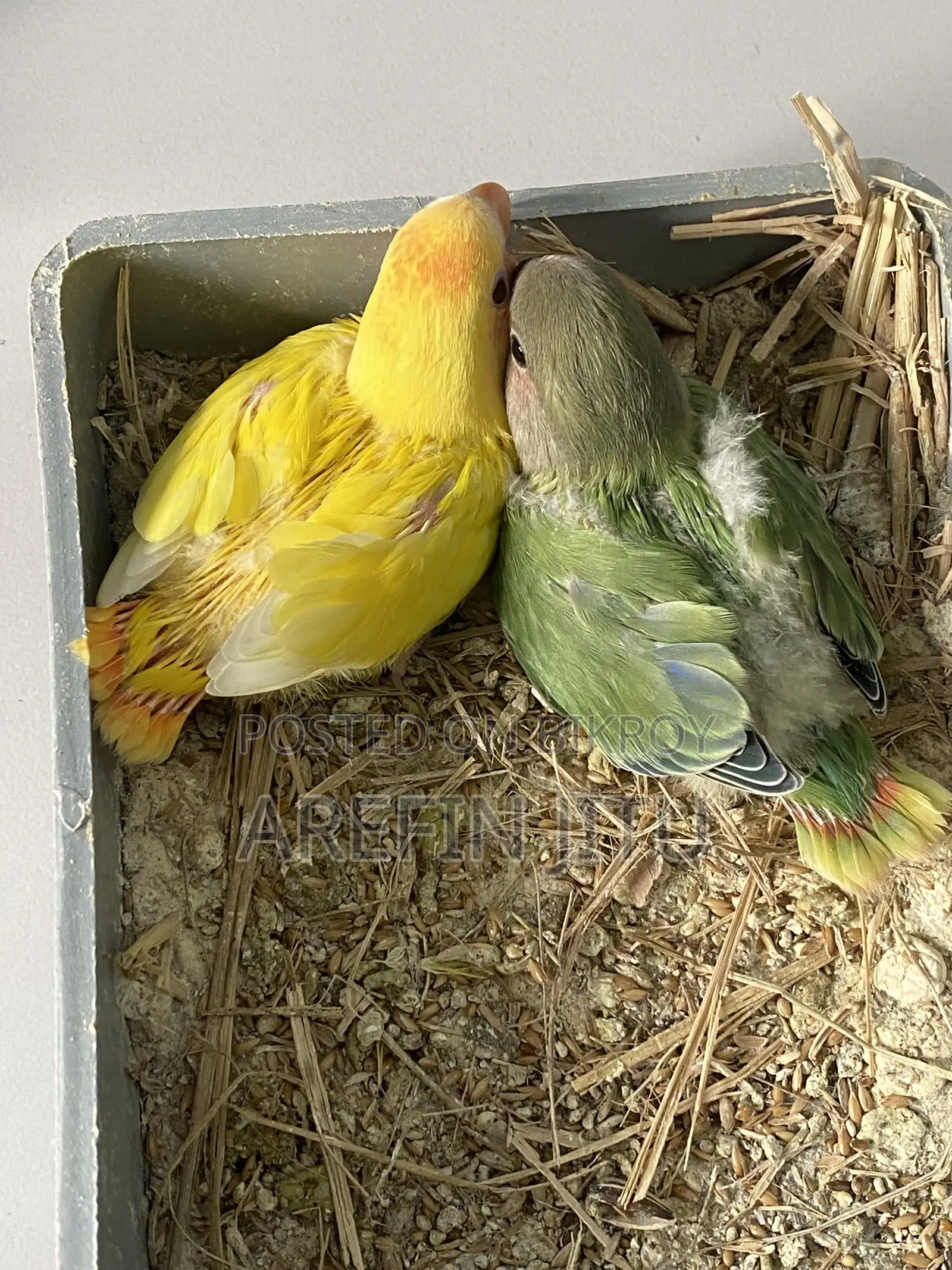 Love Bird Baby