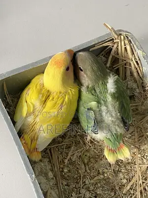 Love Bird Baby