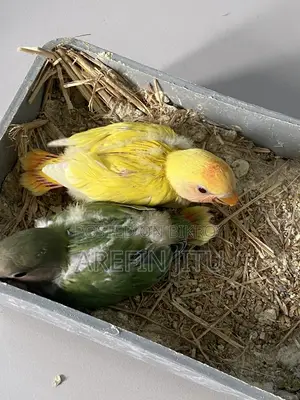 Love Bird Baby