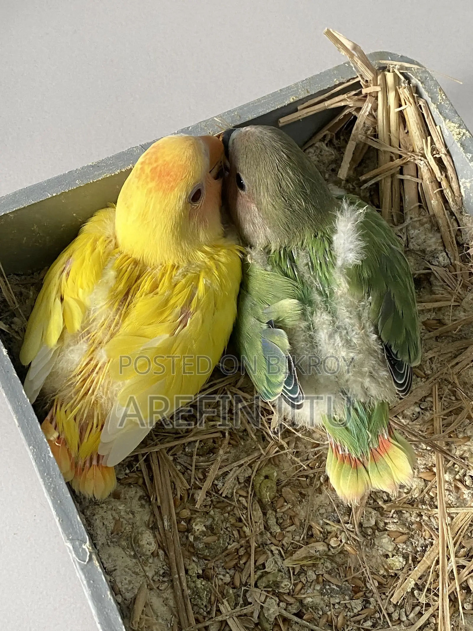 Love Bird Baby