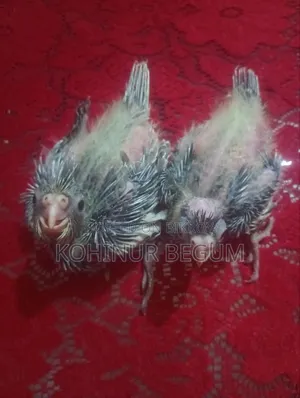 গ্রে ককটেল