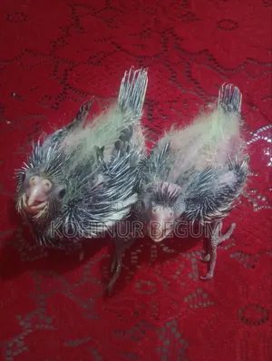 গ্রে ককটেল
