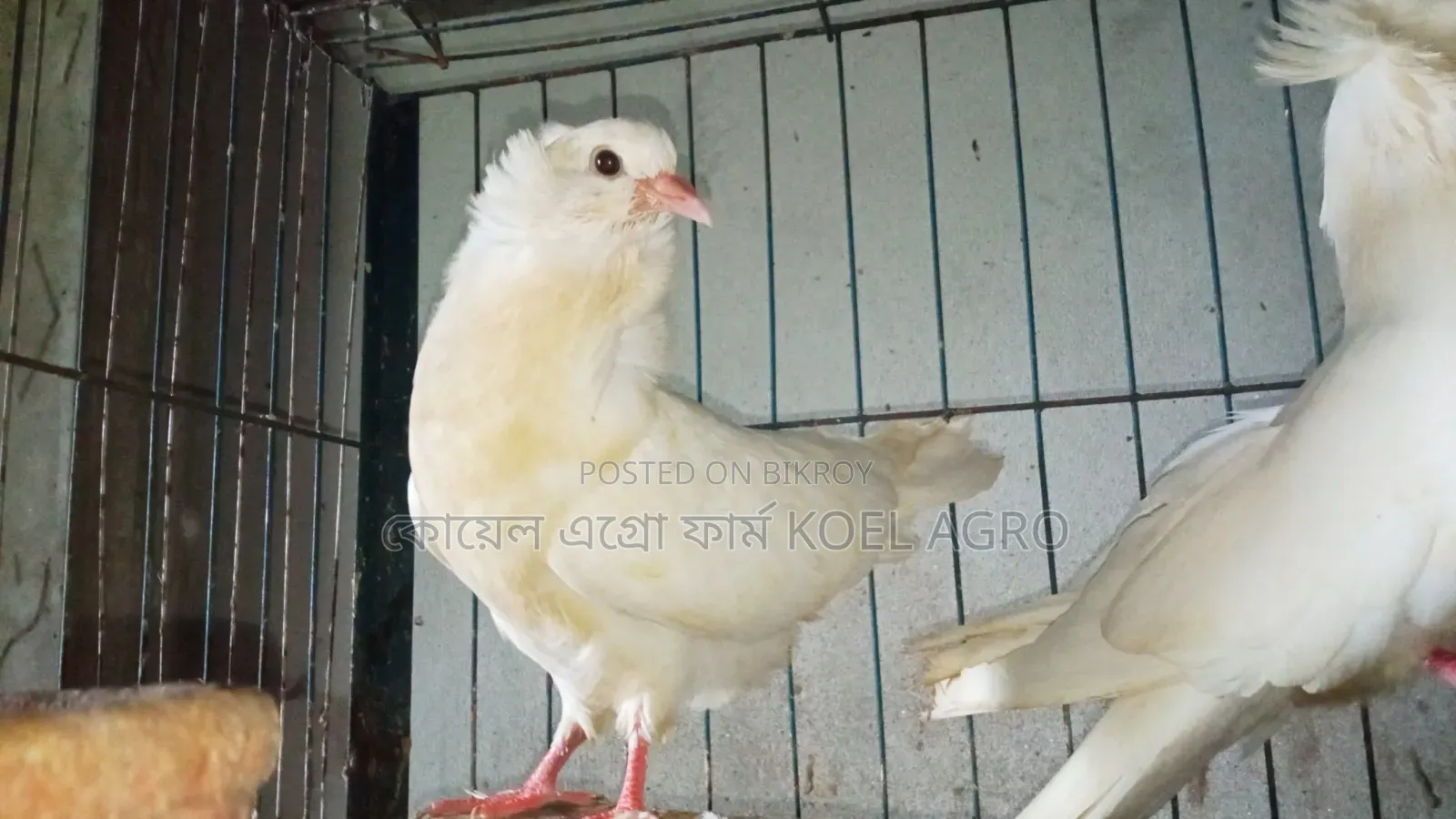Indian Bombay Pigeon Pair