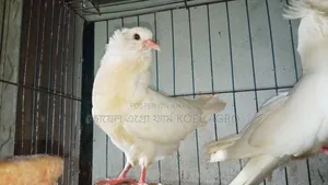 Indian Bombay Pigeon Pair