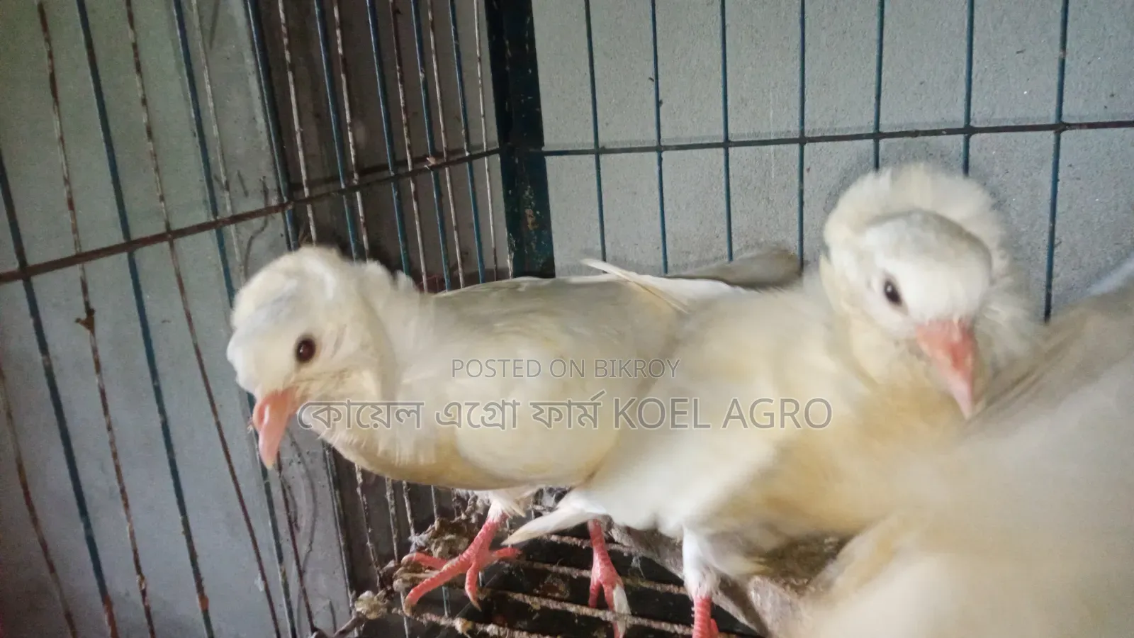 Indian Bombay Pigeon Pair