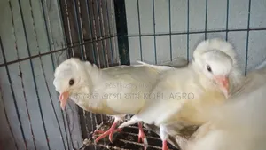 Indian Bombay Pigeon Pair