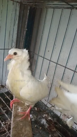 Indian Bombay Pigeon Pair