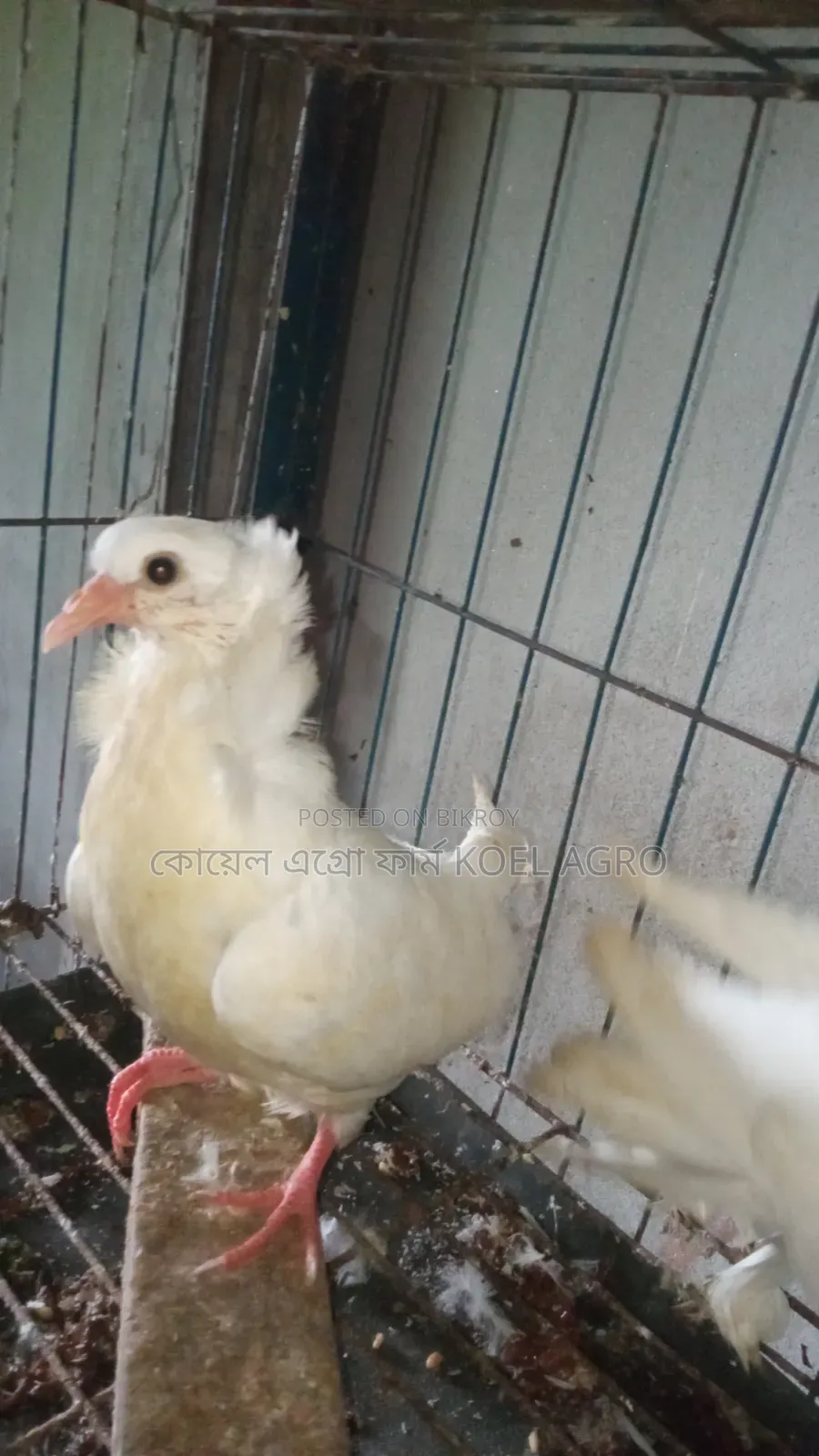 Indian Bombay Pigeon Pair