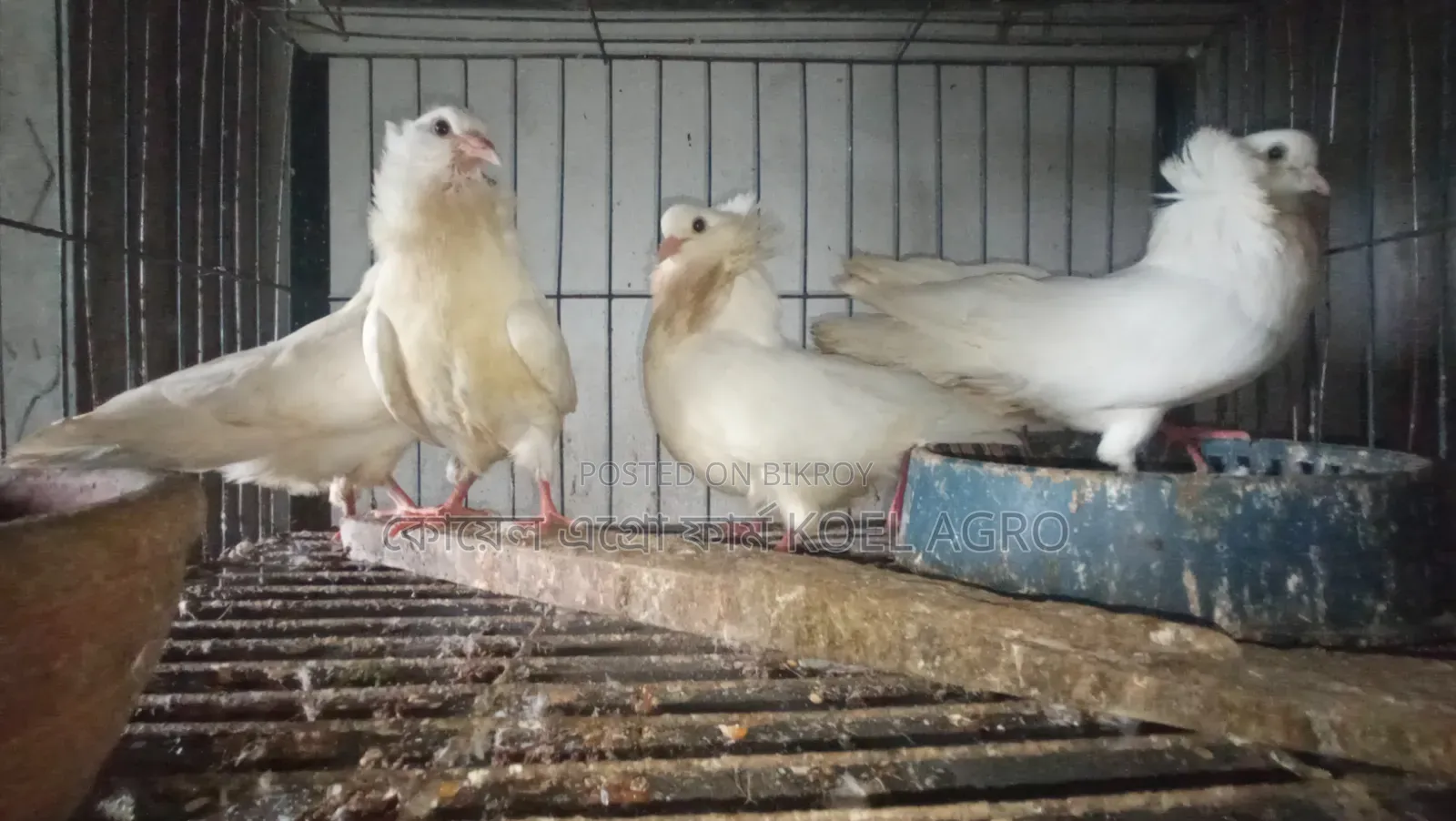 Indian Bombay Pigeon Pair
