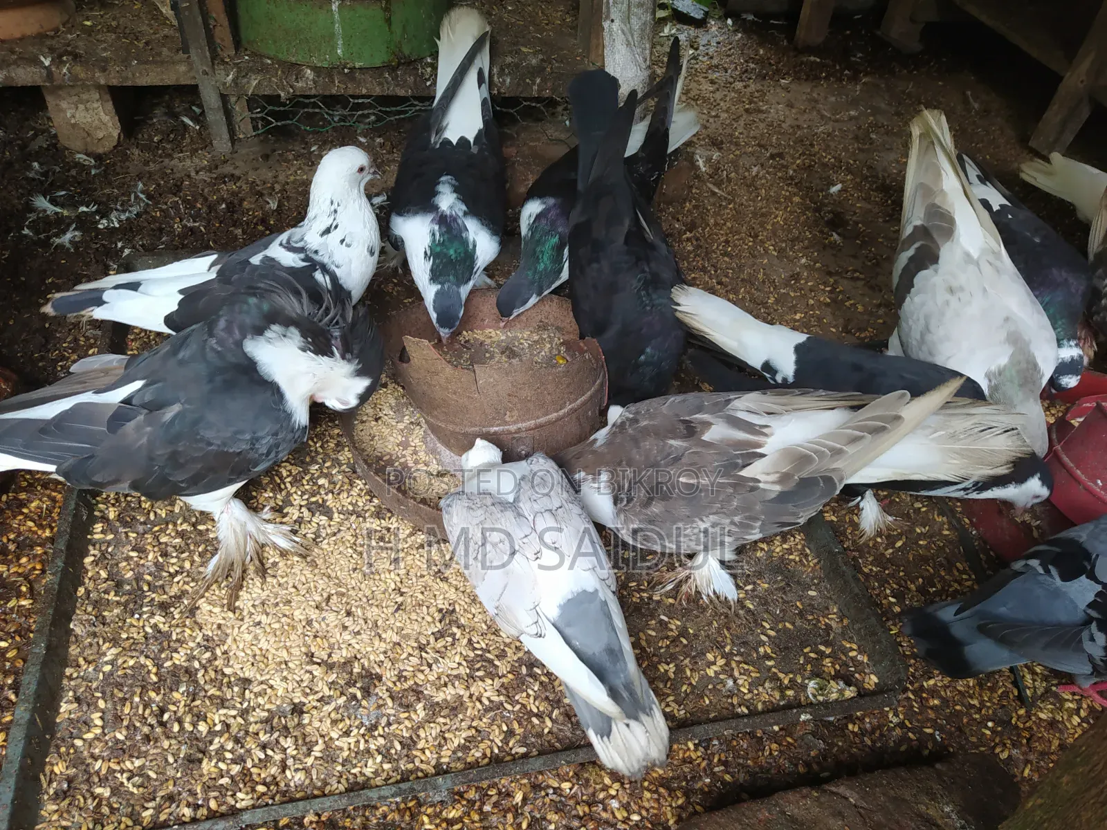 Fancy Pigeon