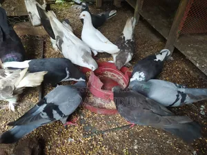 Fancy Pigeon