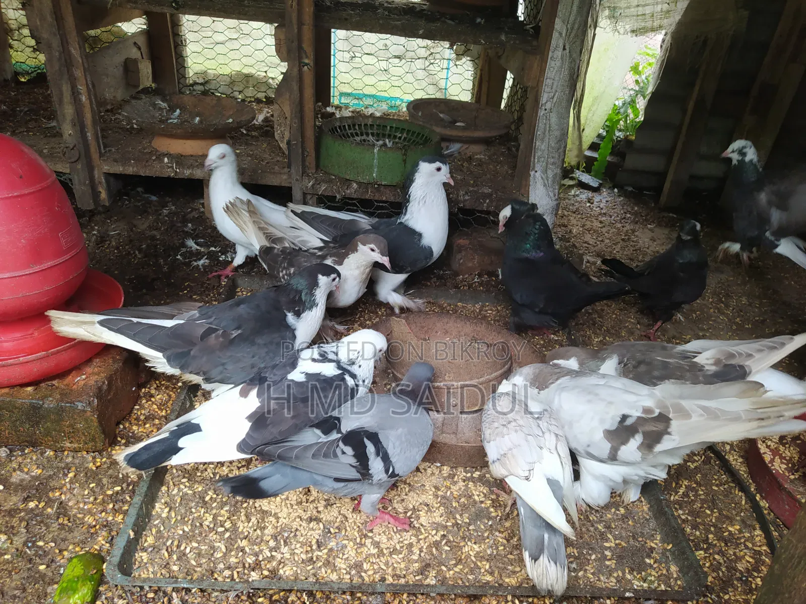 Fancy Pigeon