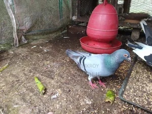 Fancy Pigeon