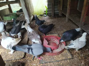 Fancy Pigeon