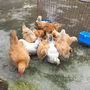 জাপানিজ ব্যান্থাম মোরগ মুরগি