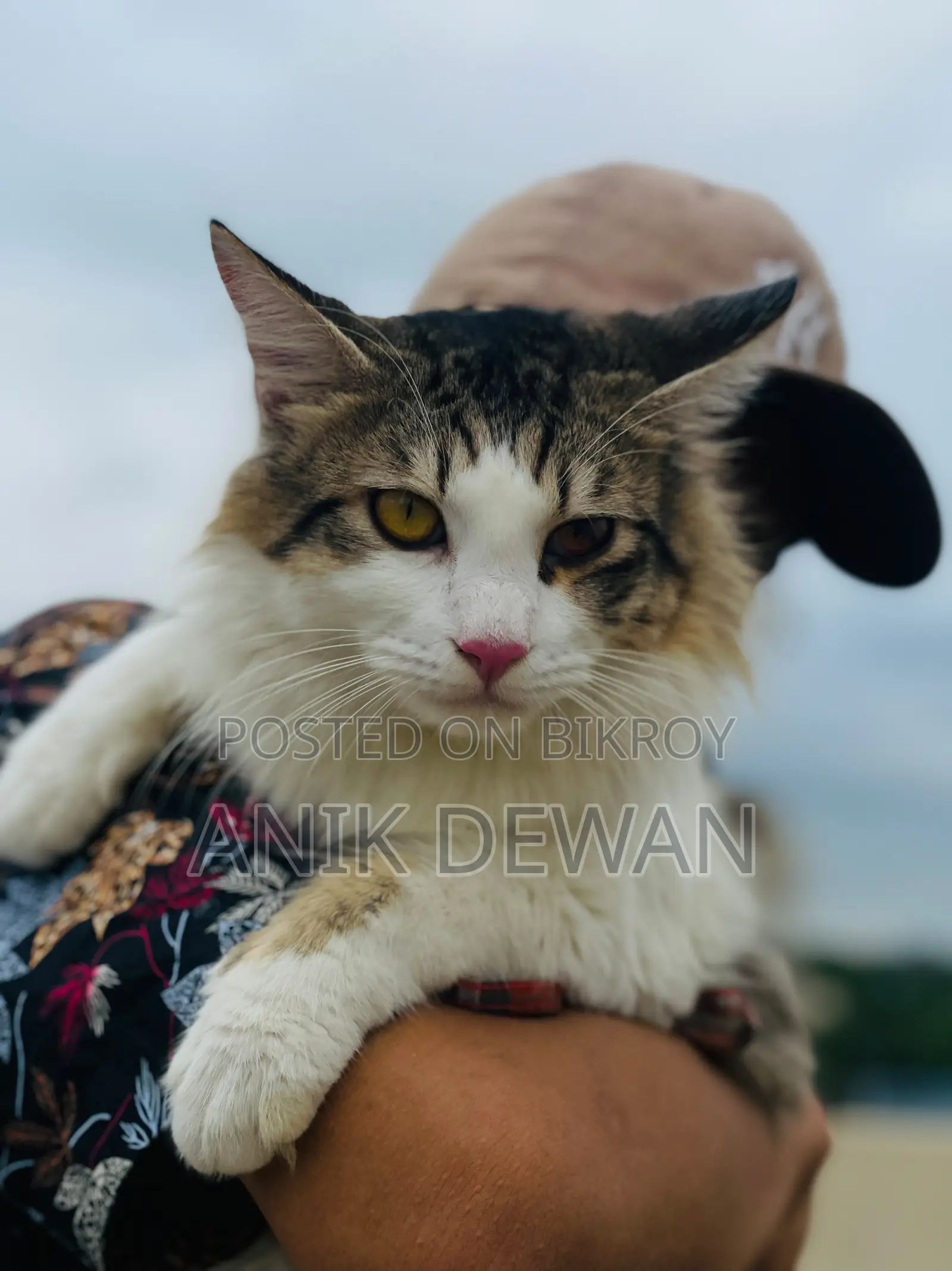 ১+ বছরের পুরুষ খাঁটি সাইবেরিয়ান বিড়াল