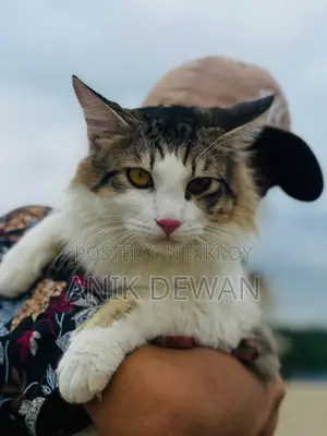 ১+ বছরের পুরুষ খাঁটি সাইবেরিয়ান বিড়াল