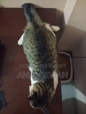 ১+ বছরের পুরুষ খাঁটি সাইবেরিয়ান বিড়াল
