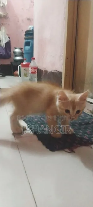 ১-৩ মাসের পুরুষ খাঁটি পার্সিয়ান বিড়াল