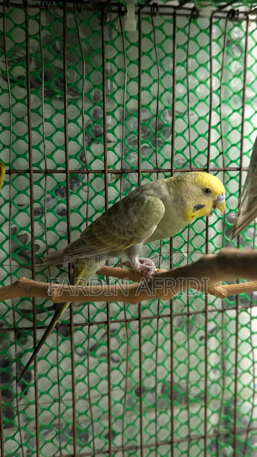 2 Pis Budjigar Male