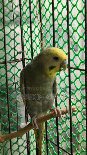 রেইনবো মাউভ কালার বাজিগর