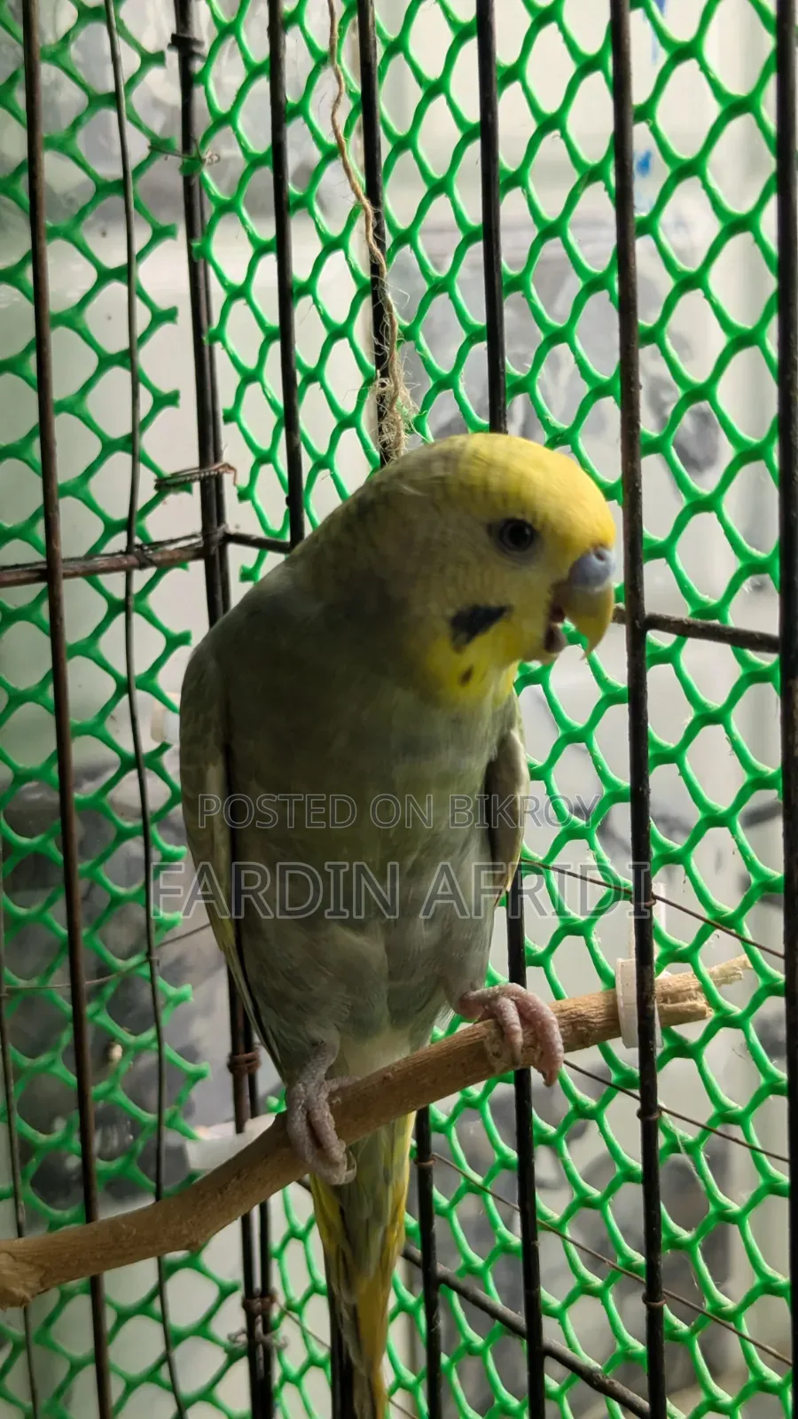 2 Pis Budjigar Male