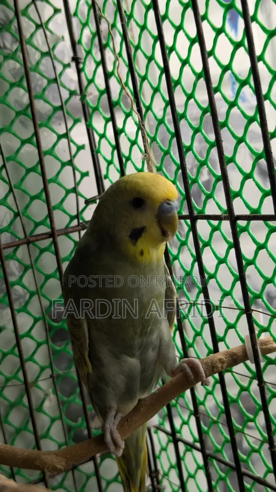 2 Pis Budjigar Male