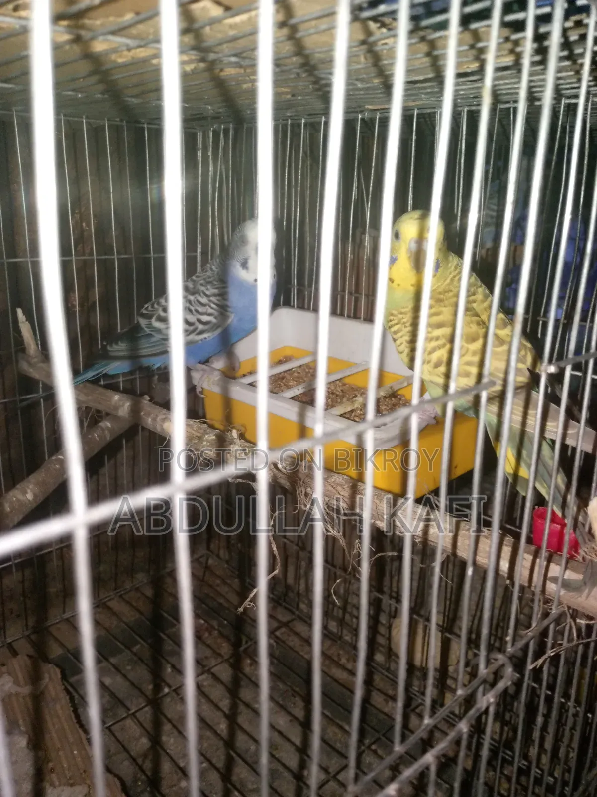 Adult Pair Bajrika