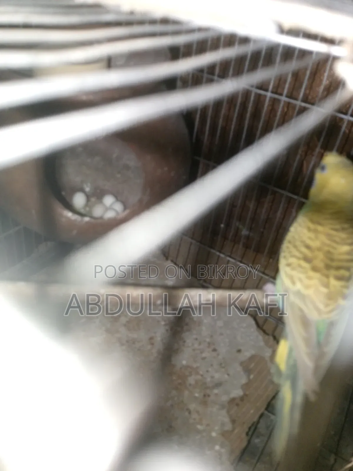 Adult Pair Bajrika