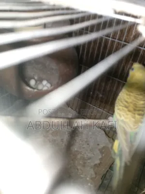 Adult Pair Bajrika
