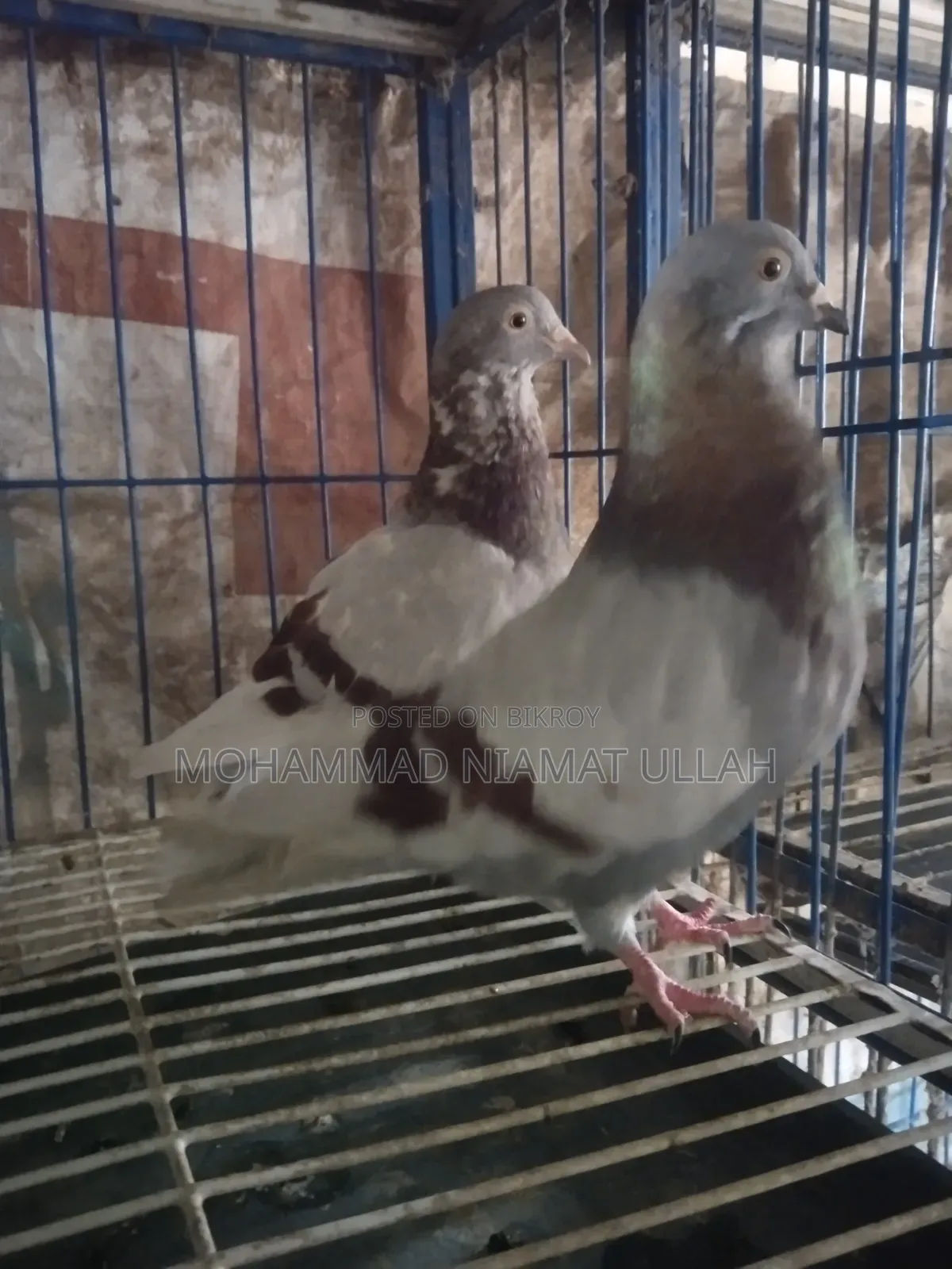 মিলি হোমা জোড়া