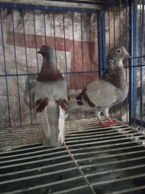 মিলি হোমা জোড়া