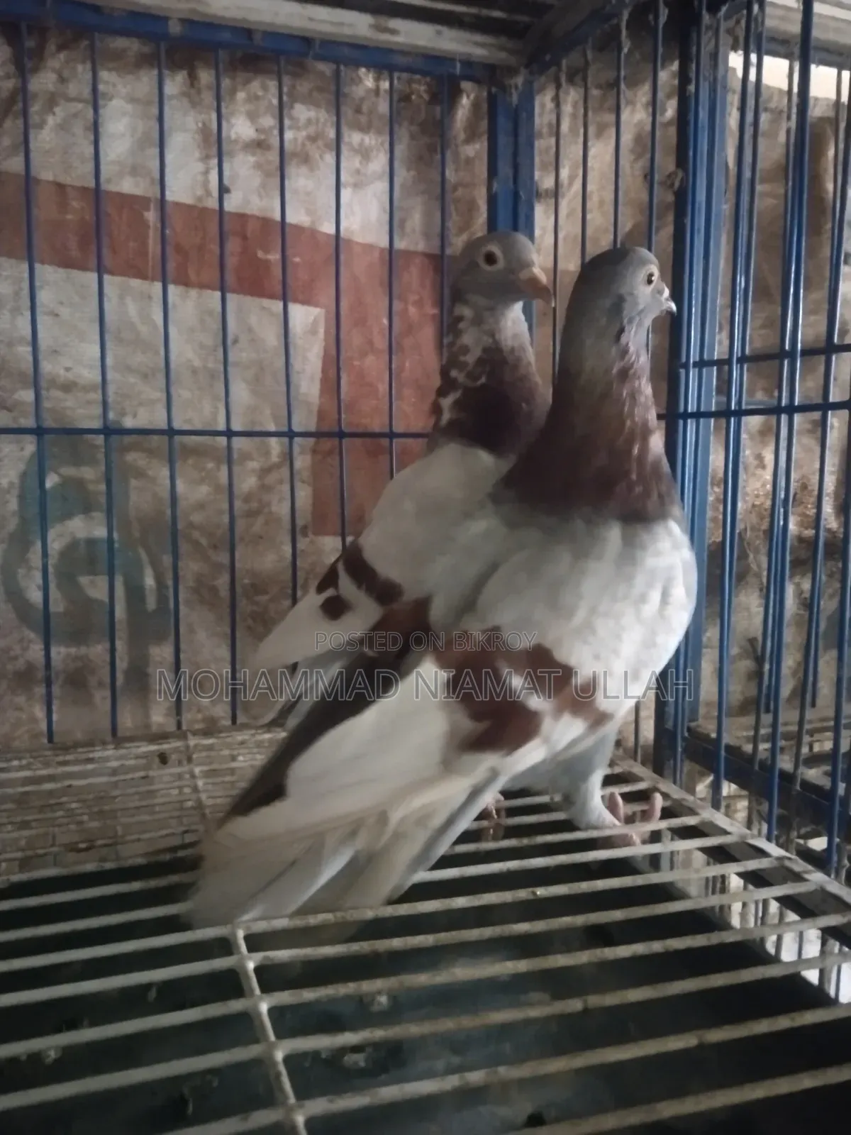 মিলি হোমা জোড়া