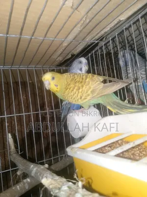 Adult Pair Bajrika