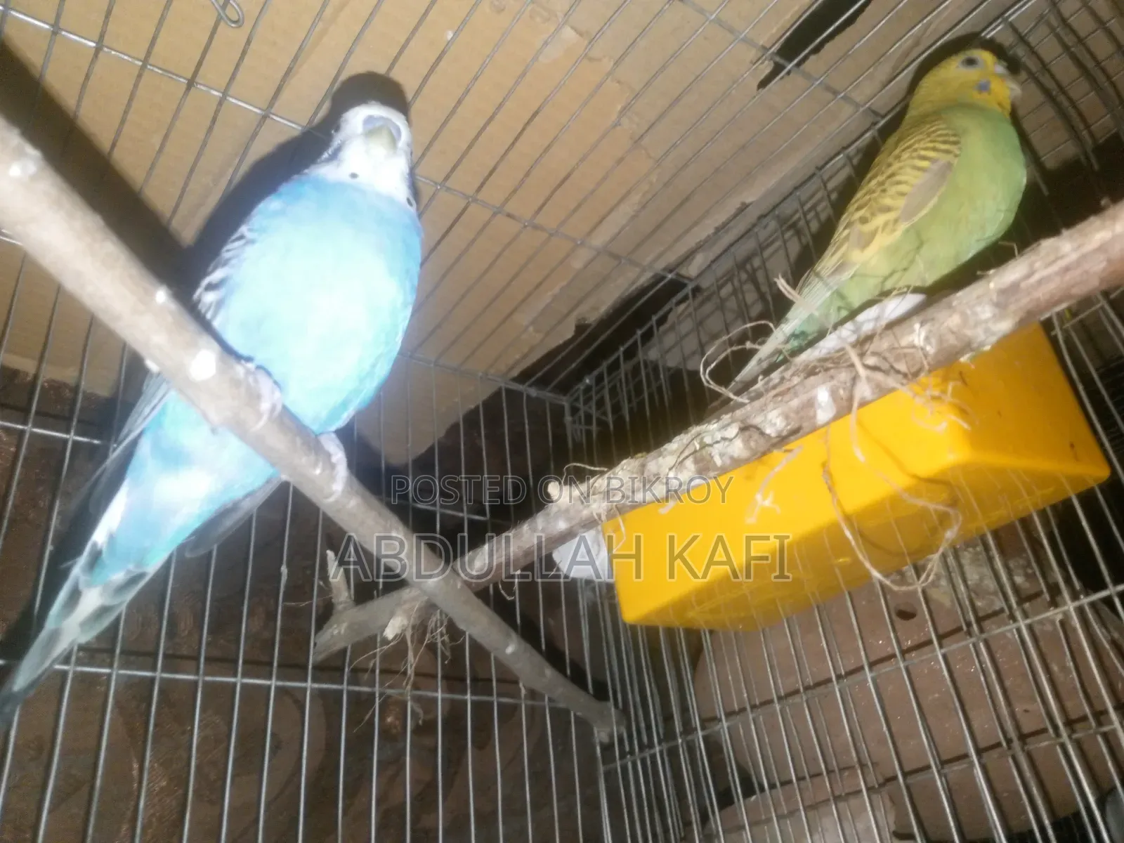 Adult Pair Bajrika