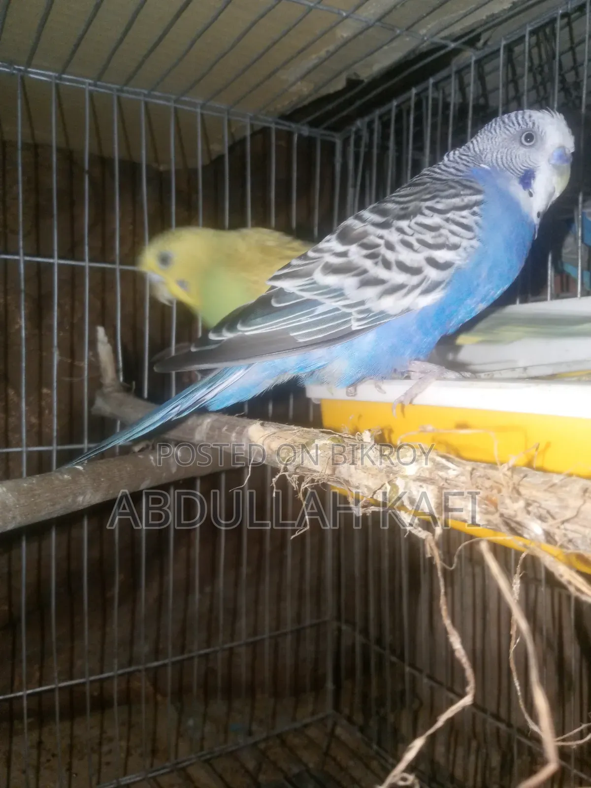 Adult Pair Bajrika