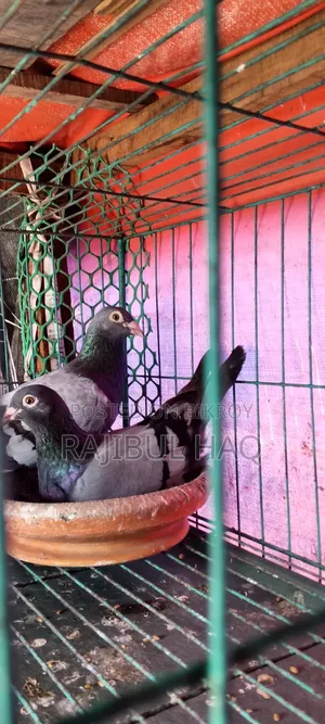 Sojhi Racer Running with Eggs