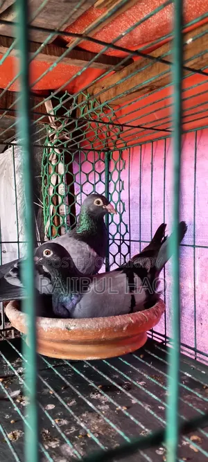 Sojhi Racer Running with Eggs