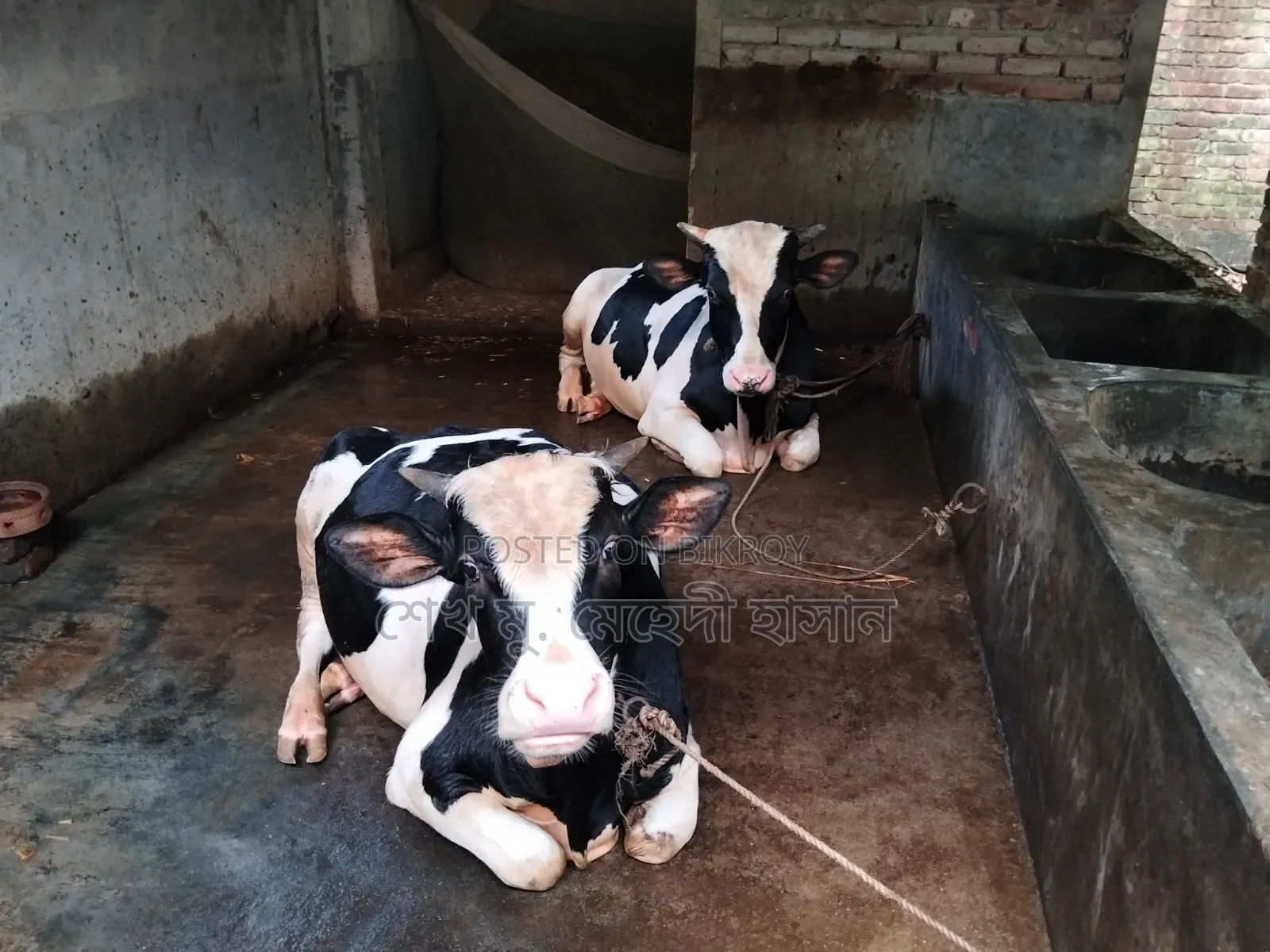 Bull Calf (Fattening) For Sale