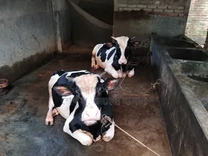 Bull Calf (Fattening) For Sale
