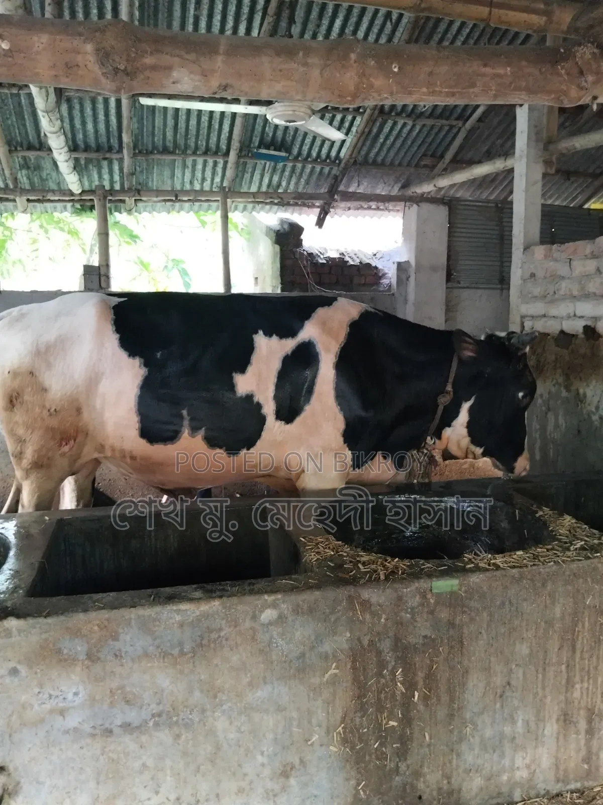 Bull Calf (Fattening) For Sale