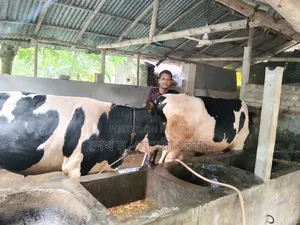 Bull Calf (Fattening) For Sale