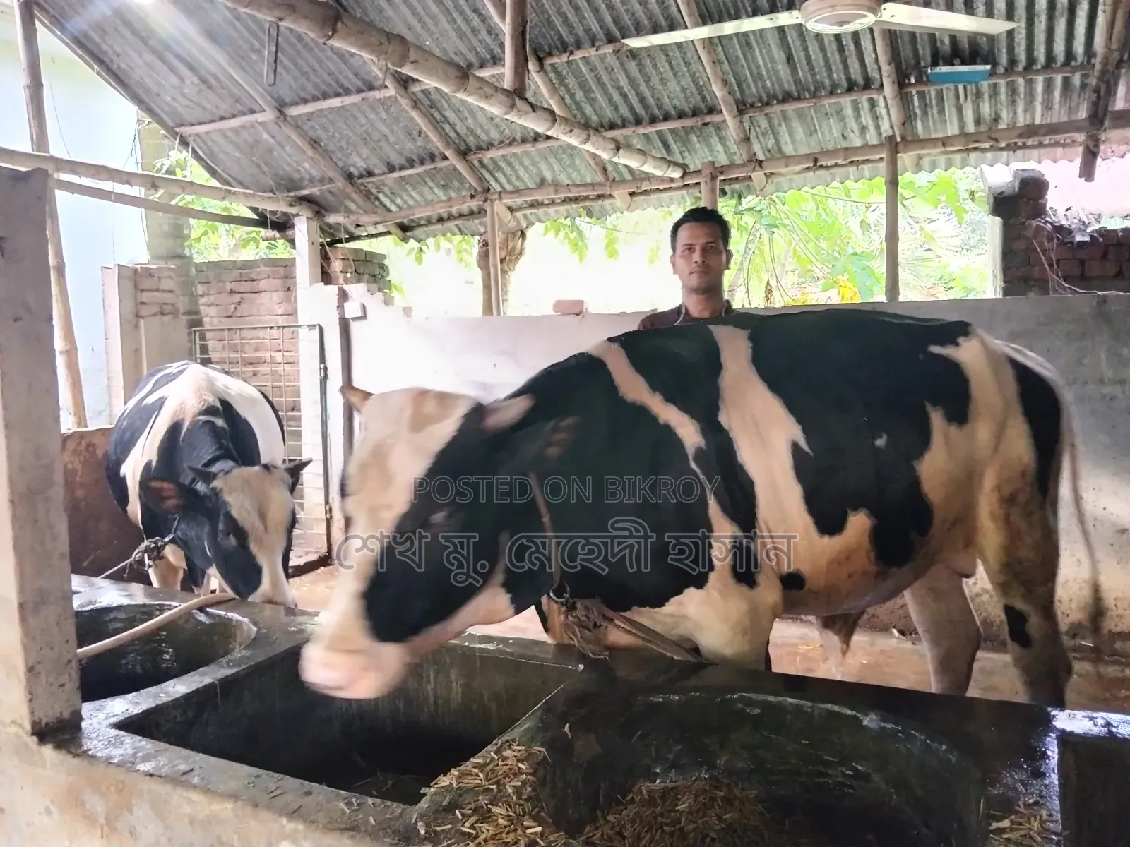 Bull Calf (Fattening) For Sale