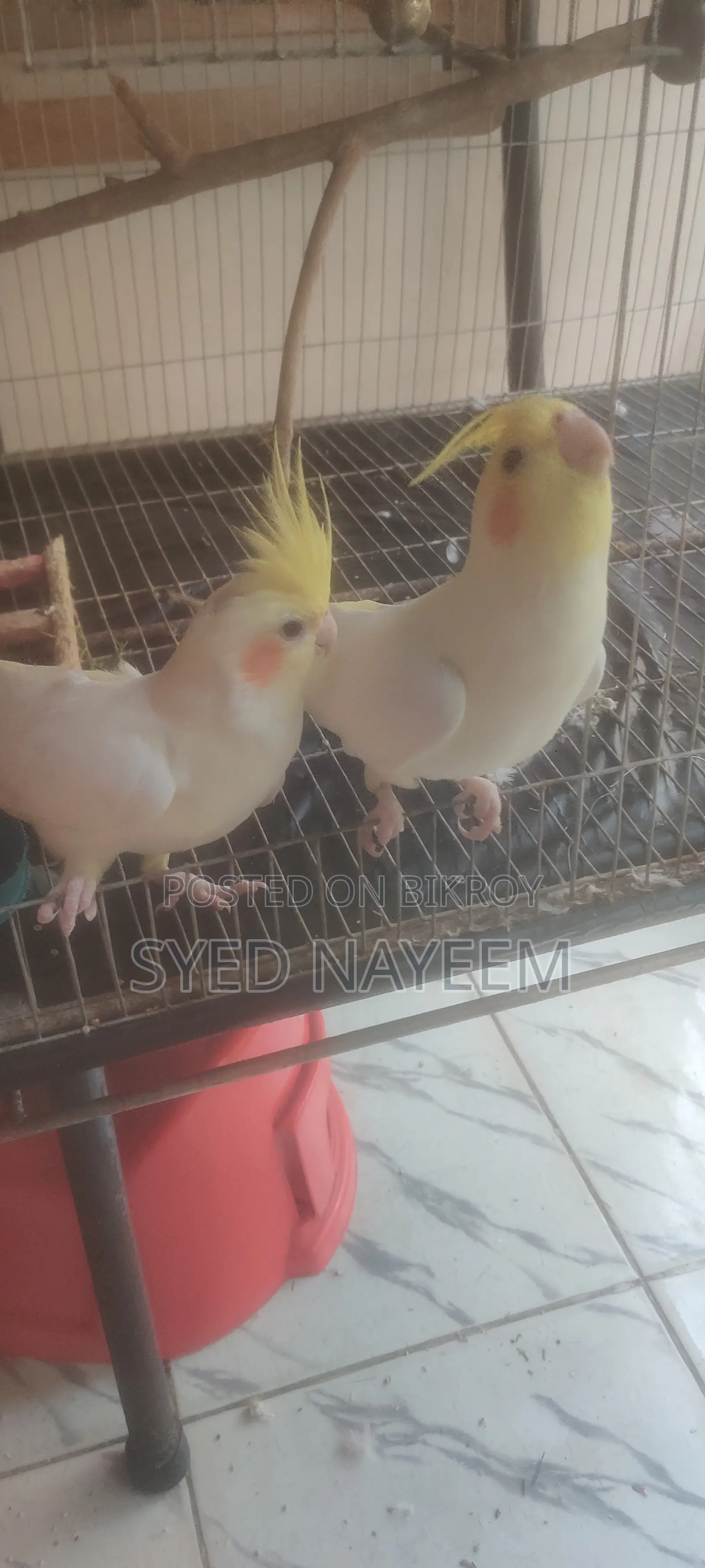 এক জোড়া ককাটেল পাখি সাথে পাখির খাঁচা, ডিম ফুটানোর বক্স,পানির পট