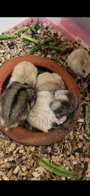 সুস্থ ও কিউট হ্যামস্টার জোড়া বিক্রি হবে (সাথে বেডিং সম্পূর্ণ ফ্রি! )