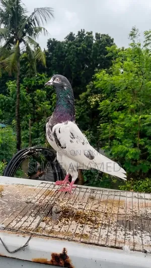 A Teddy Pigeon will be sold.