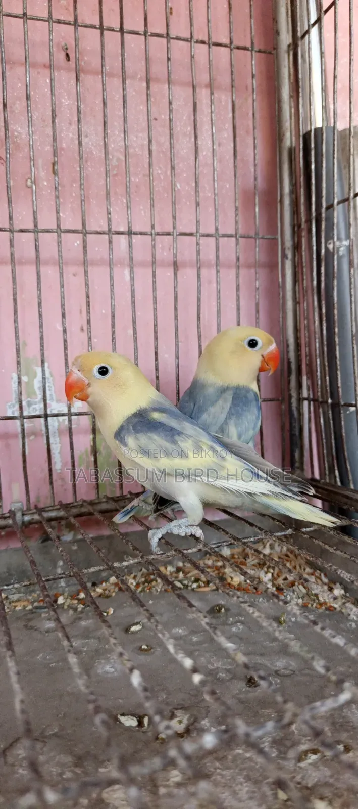 লাভ বার্ড পাখি