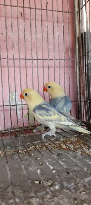 লাভ বার্ড পাখি