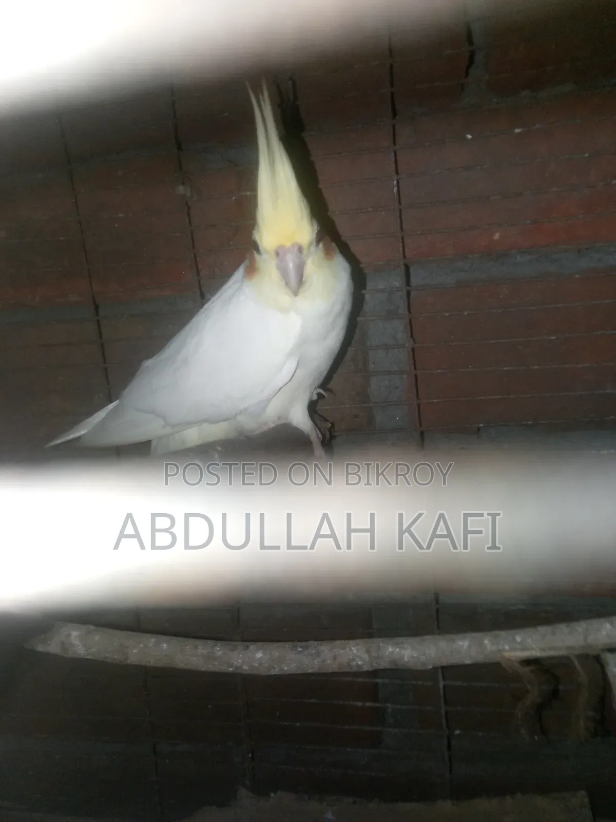 Running Cockatiel Pair
